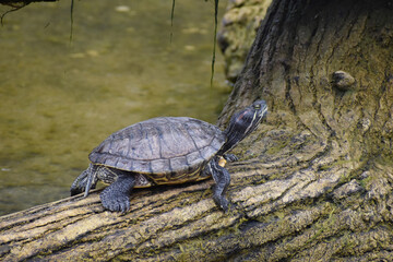 Tortuga Peruana 