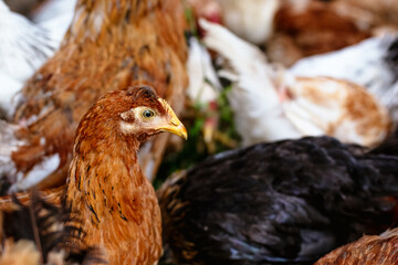 Chickens on the farm. Toned, style, color photo.
