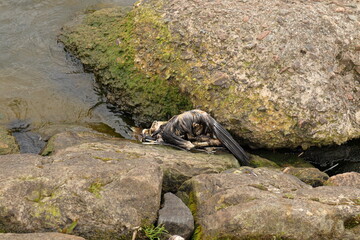 A dead bird next to a rock and some water outside. Animal cadaver. Västergötland, Sweden, Europe.