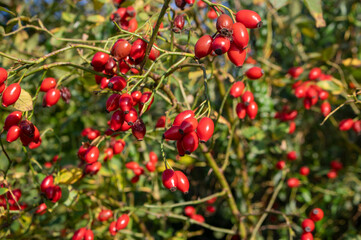 Ripened rose hips on shrub branches, red healthy fruits of Rosa canina plant, late autumn harvest