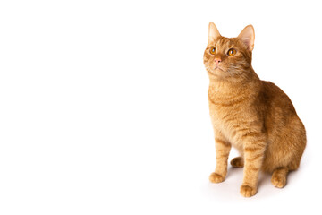 Portrait of red kitten isolated on white background with space for text. Cat looks up. Copy space. Banner.