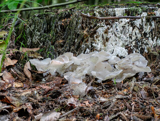 Eispilz oder Gallertartiger Zitterzahn (Pseudohydnum gelatinosum)