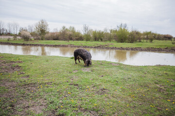 Pig passes swamp on the eco farm in nature, countryside, rural landscape, spring day. 