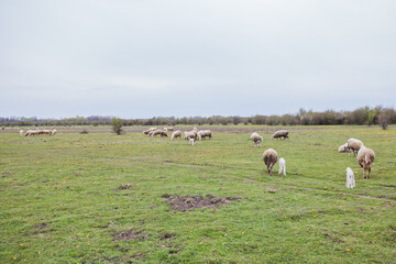  Domestic animal grazing on green pasture, rural nature landscape, livestock, spring day, eco farming.