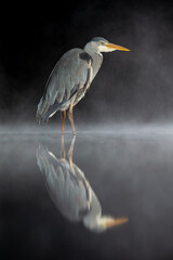Grey Heron (Ardea cinerea) reflected in water at night in a misty marsh