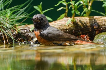 Common Redstart (Phoenicurus phoenicurus), male is resting in the water of a bird watering hole. 