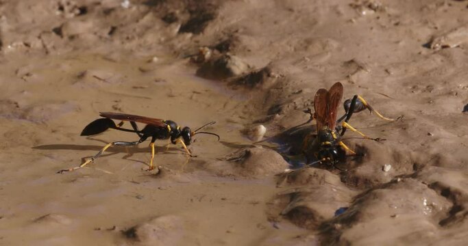 The close-up of the yellow-legged mud-dauber wasp (Sceliphron caementarium)
