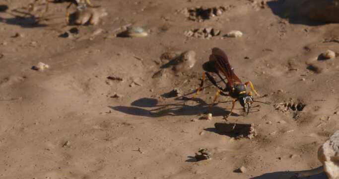 The close-up of the yellow-legged mud-dauber wasp (Sceliphron caementarium)