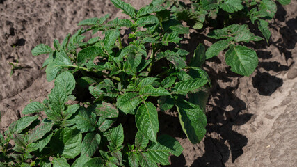 Young potatoes araste tv field. Potatoes in the garden. green potato leaves