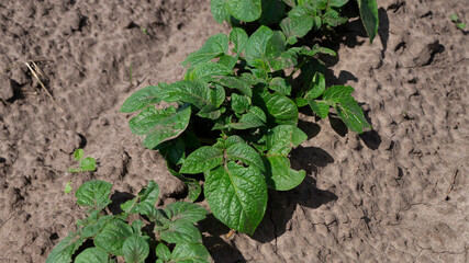 Young potatoes araste tv field. Potatoes in the garden. green potato leaves
