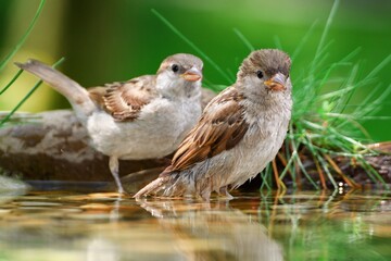 Two young sparrows near the water of a bird watering hole. Moravia. Europe.