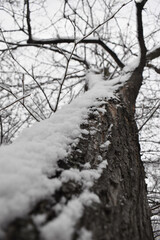 Drzewo pokryte śniegiem 