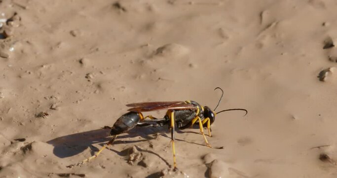 The close-up of the yellow-legged mud-dauber wasp (Sceliphron caementarium)