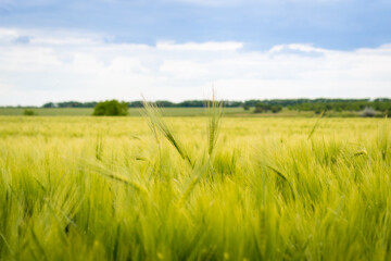 Obraz premium Wheat field against the background of the cloudy sky. Beautiful landscape. Grain harvest.