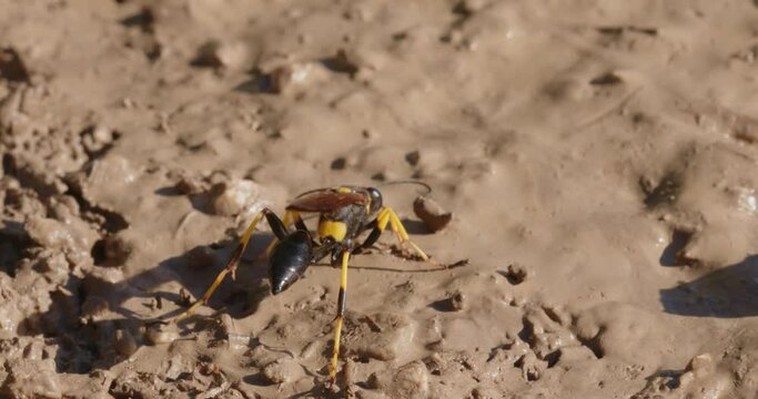 The close-up of the yellow-legged mud-dauber wasp (Sceliphron caementarium)