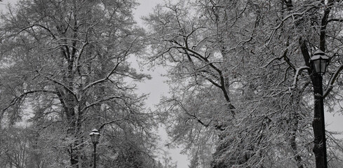 Korony drzew zimą