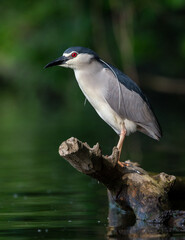 Black-crowned night heron, (Nycticorax nycticorax) perched on a partly submerged tree trunk, River Tisza, Hungary