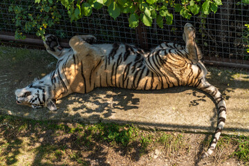 The Republic of Crimea. July 17, 2021. A tigress sleeps in an enclosure on the grass in the Taigan Lion Park in the city of Belogorsk.