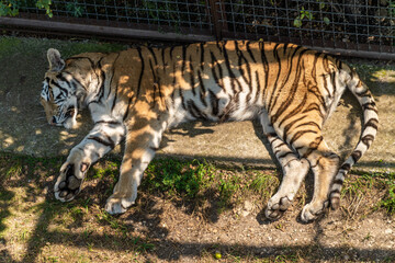 The Republic of Crimea. July 17, 2021. A tigress sleeps in an enclosure on the grass in the Taigan Lion Park in the city of Belogorsk.