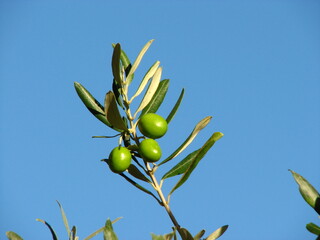 Fototapeta premium Wonderful looking fresh green olive fruits on the branch.