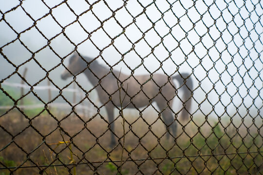 A horse behind a metal fence.