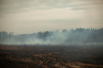 Fototapeta premium Smoke in the field. Smoke in the woods. A fire in nature.