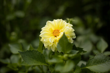 A flower in the garden. Background plant in summer. Inflorescence among green leaves.