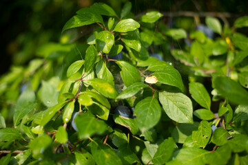 Plant in summer. Natural background garden plant. Leaves and stems of a perennial bush.