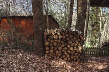 Firewood in the forest near the barn.
