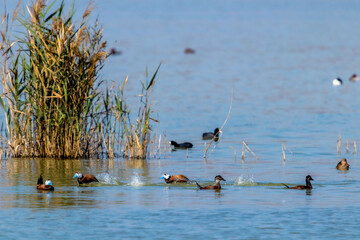 White-headed ducks in its natural environment. attractive birds with blue bill in males and black bill in females. In natural park Hondo of Elche. located in Elche, Alicante, Spain.