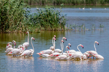 Greater flamingos in blue lagoon. natural park of the hondo in Elche, Alicante, spain.