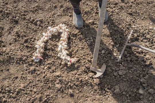 Planting Garlic
