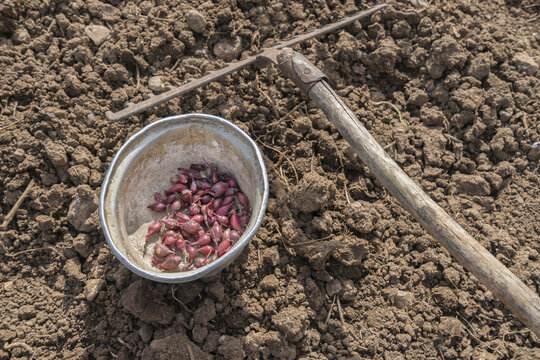 Planting Onions