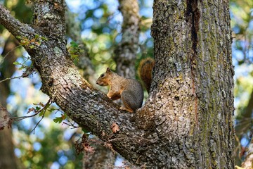 Squirrel in large oak tree