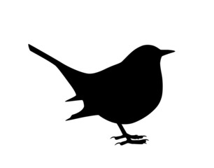 bird (blackbird) silhouette isolated on white background - obrazy, fototapety, plakaty