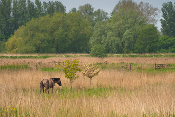 Fototapeta premium the lonely horse