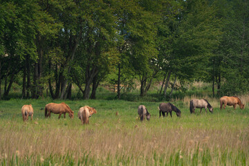 Fototapeta premium herd of horses