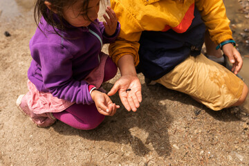Kids picking up tadpoles