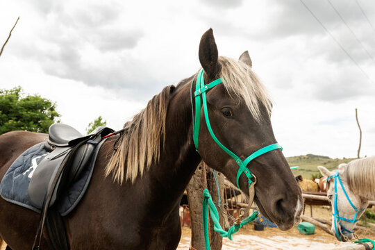 Brown horse at equestrian playground
