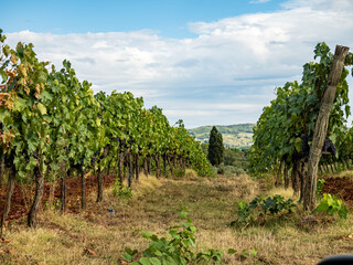 Filari con uva matura in San Casciano val di Pesa Rows of vines with ripe grapes in San Casciano val di Pesa