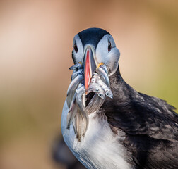  atlantic puffin  