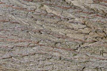 bark of a tree