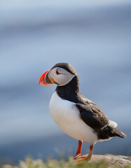  atlantic puffin  