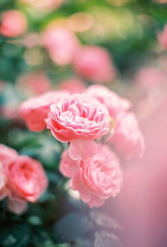 garden rose 