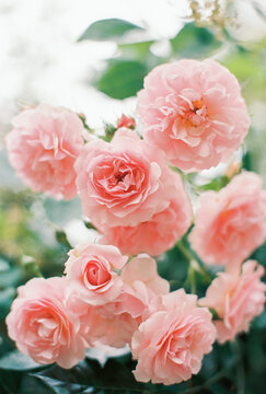 garden rose 