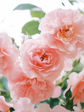 garden rose 