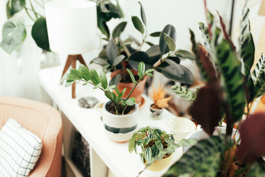 Houseplants in the corner by a reading chair
