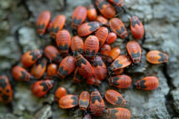 large group of fire bugs on a forest tree trunk in extreme close up