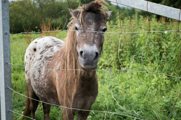 pony through a fence