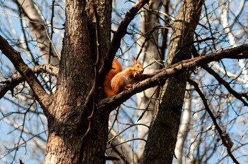 squirrel on tree